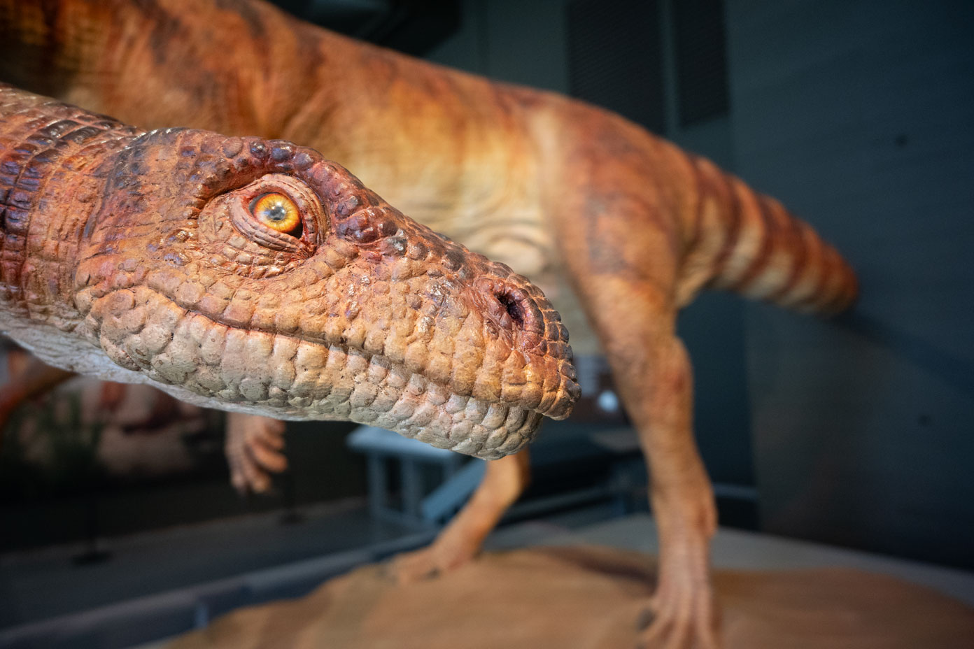 dino1